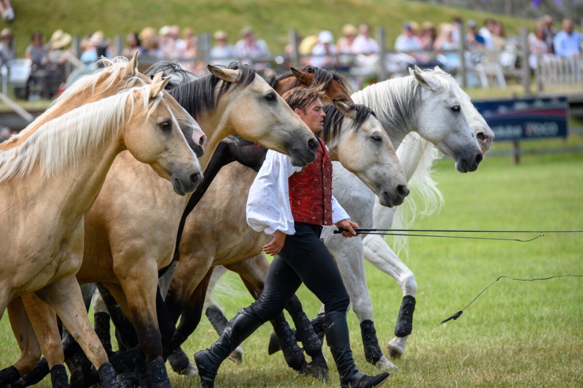 Belvoir brings back Festival of the Horse bigger than ever
